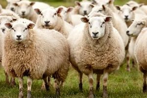 ابتکار چوپان چینی برای عبور گوسفندان از خیابان/ ویدئو