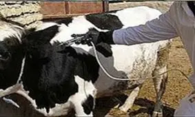 توزیع واکسن داخلی تب برفکی به زودی