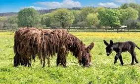 زیباترین «خر» جهان که گنج ملی فرانسه به حساب می‌آید
