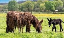 زیباترین «خر» جهان که گنج ملی فرانسه به حساب می‌آید