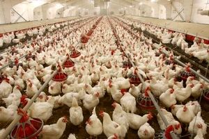 مدیرعامل اتحادیه مرغداران گوشتی: دو ماه است در ضرریم!