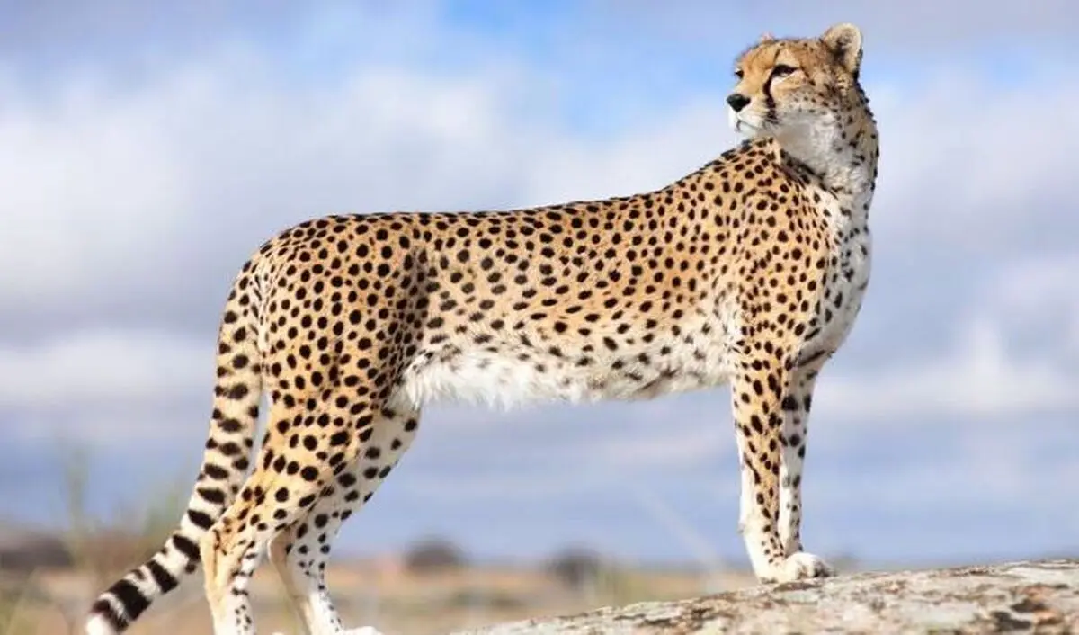 ژن «پیروز» ذخیره شد