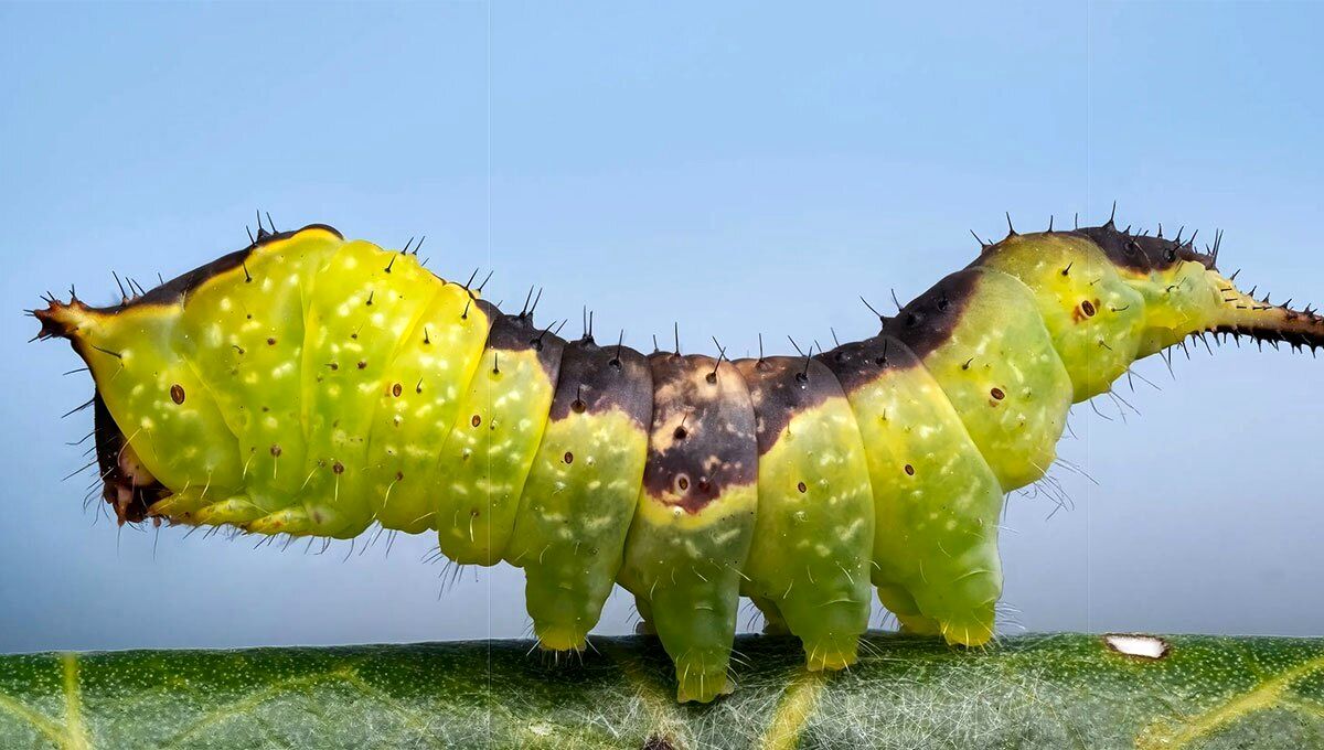 بچه گربه صنوبر (Furcula bifida): سفری در دنیای شگفت‌انگیز پروانه‌ها (عکس)