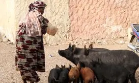 جزیره صدف دریایی