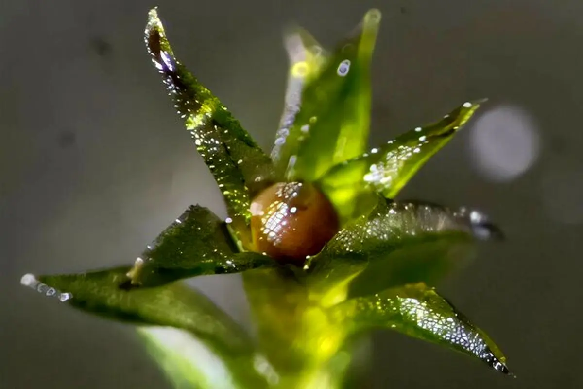 خزه‌هایی که ۹ ماه در فضا زنده ماندند!

