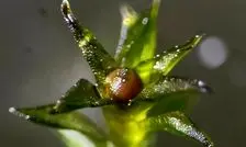 خزه‌هایی که ۹ ماه در فضا زنده ماندند!

