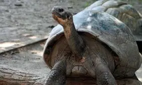 لاک‌پشت درمعرض انقراض گالاپاگوس برای اولین‌بار در ۱۰۰ سالگی مادر شد