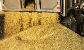 عرضه نهاده‌های دامی با قیمت توافقی و کمتر از قیمت اعلام شده است

