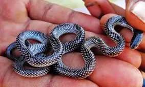 کوچکترین مار جهان بعد از ۲۰ سال دوباره پیدا شد