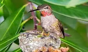 چطور مرغ مگسی به چیزی برخورد نمی کند؟