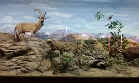 معرفی جاذبه‌های موزه آثار طبیعی و حیات وحش هفت چنار