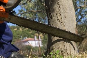 دهن کجی به روز طبیعت با قطع ۲۰۰ درخت توسط یک سازمان رسمی