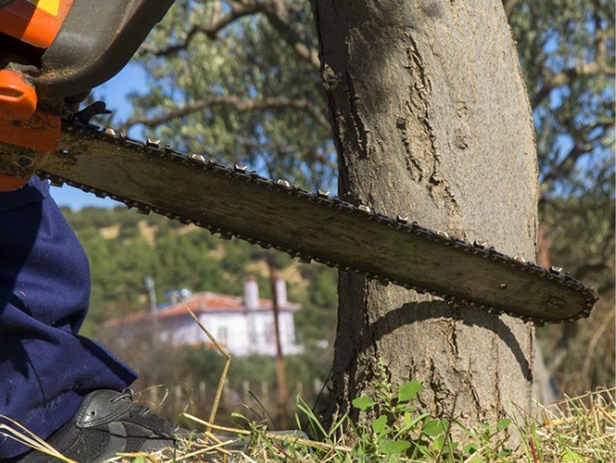 دهن کجی به روز طبیعت با قطع ۲۰۰ درخت توسط یک سازمان رسمی