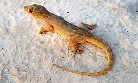 مارمولکی که برای ۵۴ میلیون سال اسیر شده است!/ عکس

