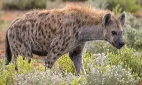 رام کردن وحشی ترین حیوان/ ویدئو