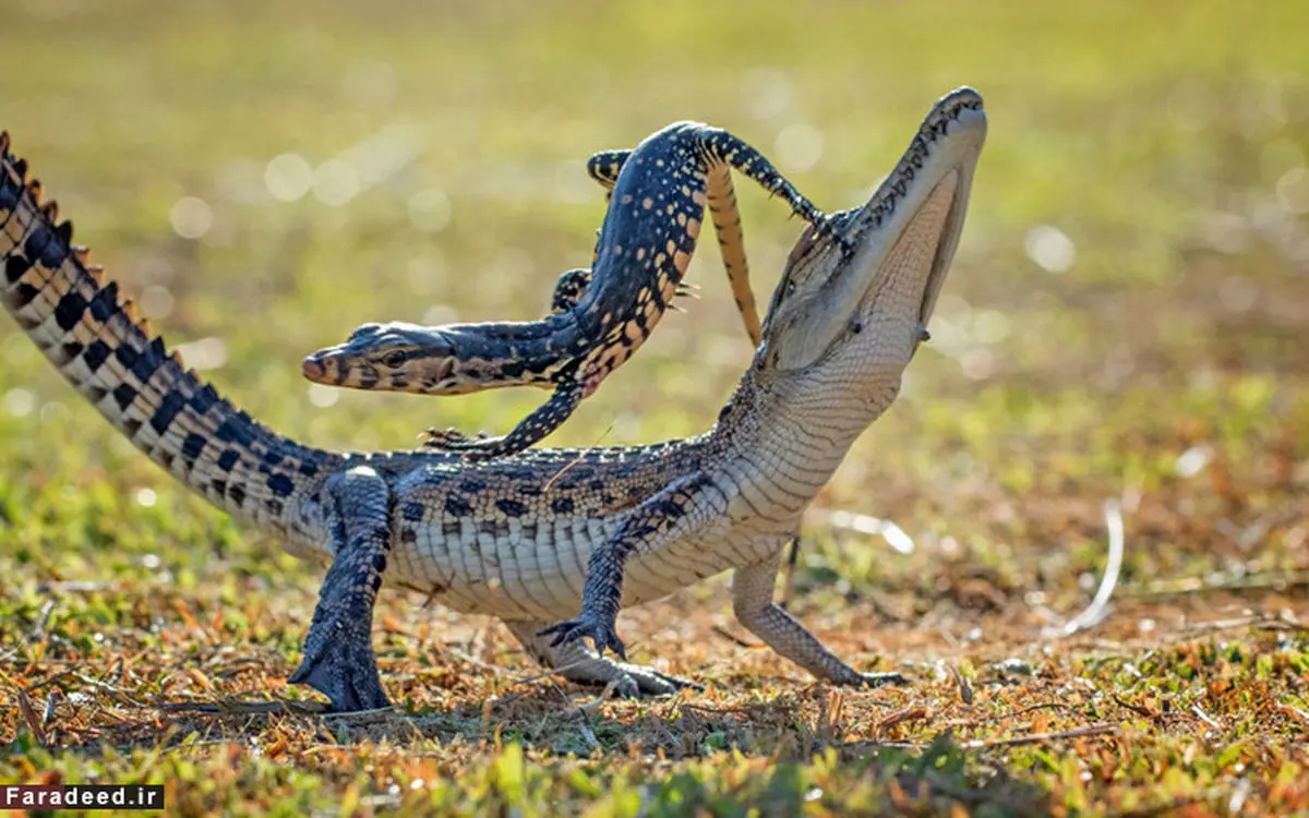 شاهکارهای عکاسی «زدا کوئینتا» که لحظات ناب حیات وحش را به تصویر کشیده‌اند 
