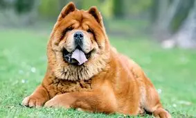 گران‌ترین حیوان خانگی جهان/ ویدئو