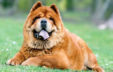 گران‌ترین حیوان خانگی جهان/ ویدئو