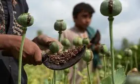 کشت خشخاش ممنوع است/ رفع خلاهای قانونی برای برخورد با مواد نوظهور/ ویدئو