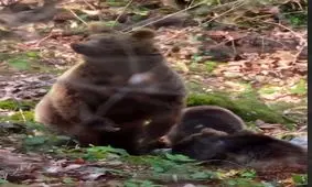 افزایش فعالیت خرس های جنگل های هیرکانی با گرم و بهاری شدن هوا/ ویدئو