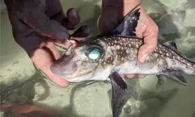 این ماهی روی پیشانی خود دندان دارد و استفاده عجیبی از آن می‌کند