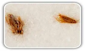 ناسا حراج خاک ماه و چند سوسک‌ به قیمت ۴۰۰ هزار دلار را متوقف کرد