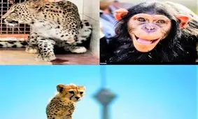 «باران»، «پیروز» و «کیجا» / مروری بر مرگ حیوانات دوست‌داشتنی