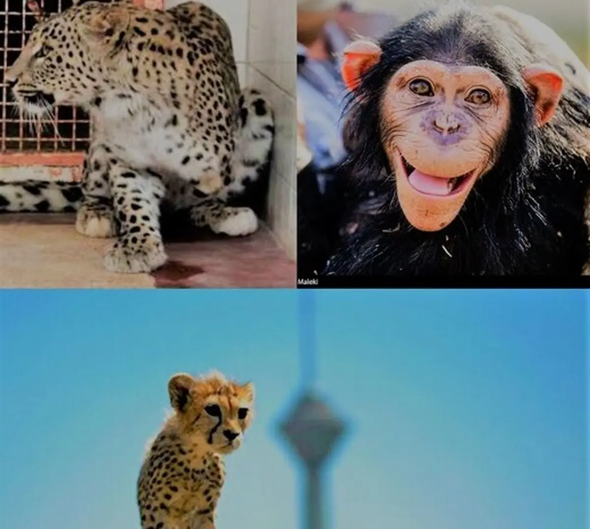 «باران»، «پیروز» و «کیجا» / مروری بر مرگ حیوانات دوست‌داشتنی