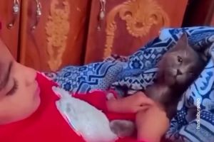 صحبت تلخ دختر بچه فلسطینی با گربه اش: اگر مُردم من را نخوری!/ ویدئو 