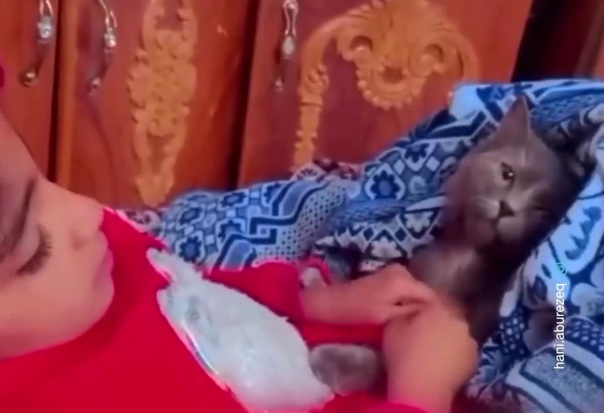 صحبت تلخ دختر بچه فلسطینی با گربه اش: اگر مُردم من را نخوری!/ ویدئو 