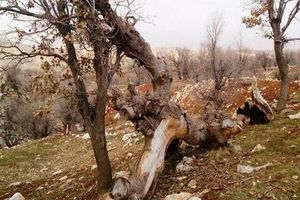 مرگ حیات جنگل‌های ایران؛ قاچاق چوب در ایران، شایعه یا حقیقت؟
