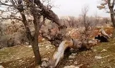 هجوم خوک های وحشی به باغ‌های دماوند در شرق تهران