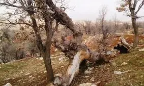 هجوم خوک های وحشی به باغ‌های دماوند در شرق تهران