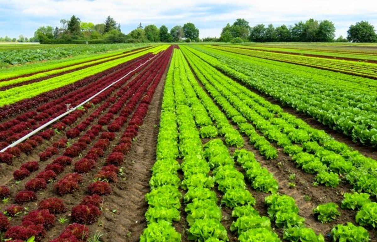 لغو ممنوعیت صادرات گوجه، بادمجان، سیب زمینی و پیاز