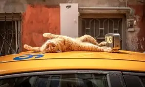 عکس‌هایی از عکاس هلندی که به شکار گربه‌های معروف استانبول رفته است