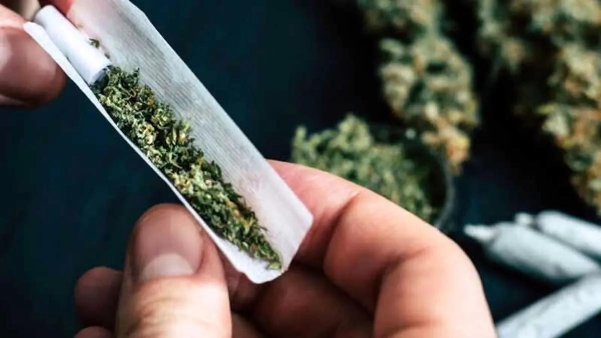 عوارض تکان دهنده مخدر گل/ دسترسی به این مخدر خطرناک در کشور کمتر از ۱۰ دقیقه است