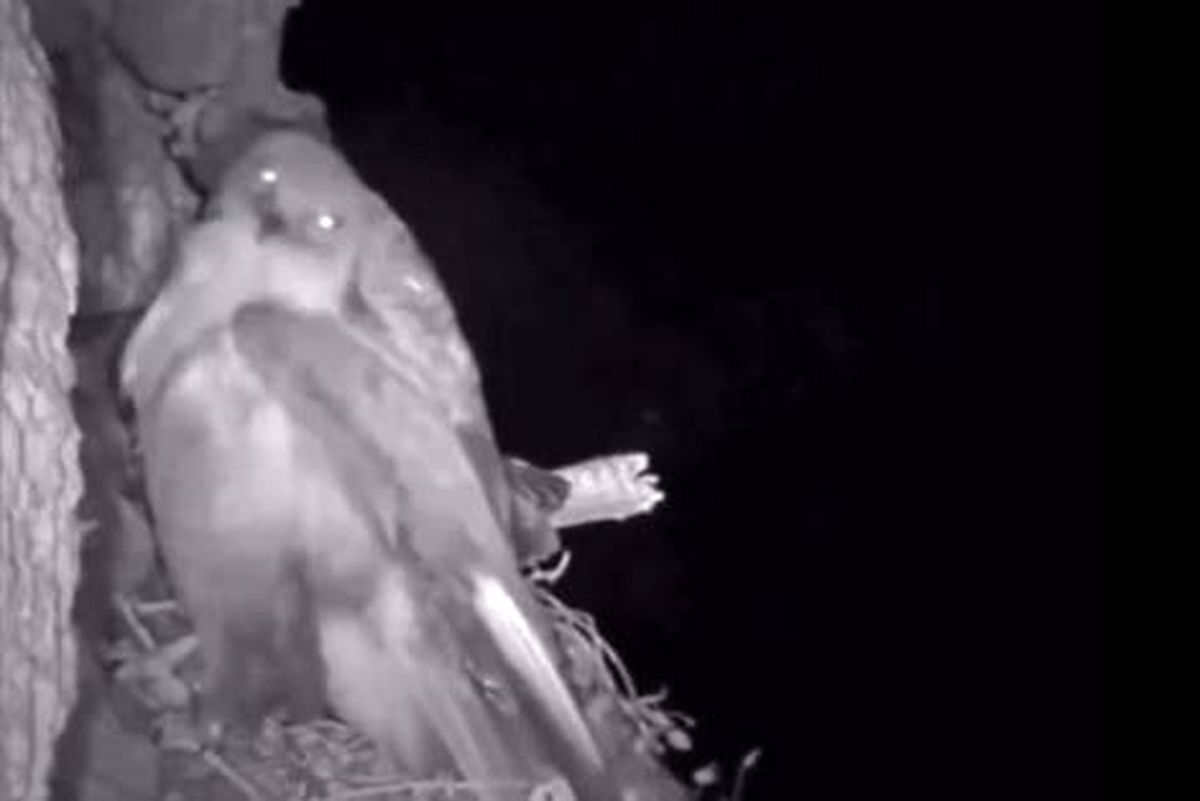 شکار حیرت انگیز عقاب در شب توسط جغد/ ویدئو