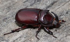 ۴ شهر آرژانتین در اشغال سوسک ها/ ویدئو