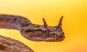 از افعی خطرناک تهران چه می‌دانیم؟