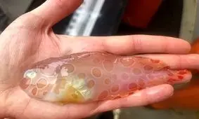 مشاهده یک ماهی شفاف نادر و عنکبوت دریایی بزرگ در اعماق دریا