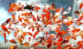 آشنایی با تاریخچه هفت سین