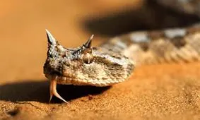 حمله مارها به کلان‌ شهر تاریخی ایران/ آتش‌ نشانی هشدار داد