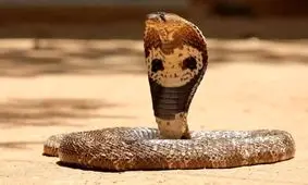 بغل گرفتن مار شاه‌کبرا و عظیم الجثه توسط یک جوان/ ویدئو