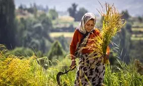 مخبر: سال آینده تنها در صورت کمبود، مجوز واردات برنج صادر می شود
