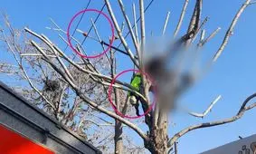 برق‌گرفتگی جان کارگر شهرداری تبریز را گرفت