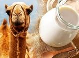 آیا شیر شتر شدت آسم را کاهش می‌دهد؟