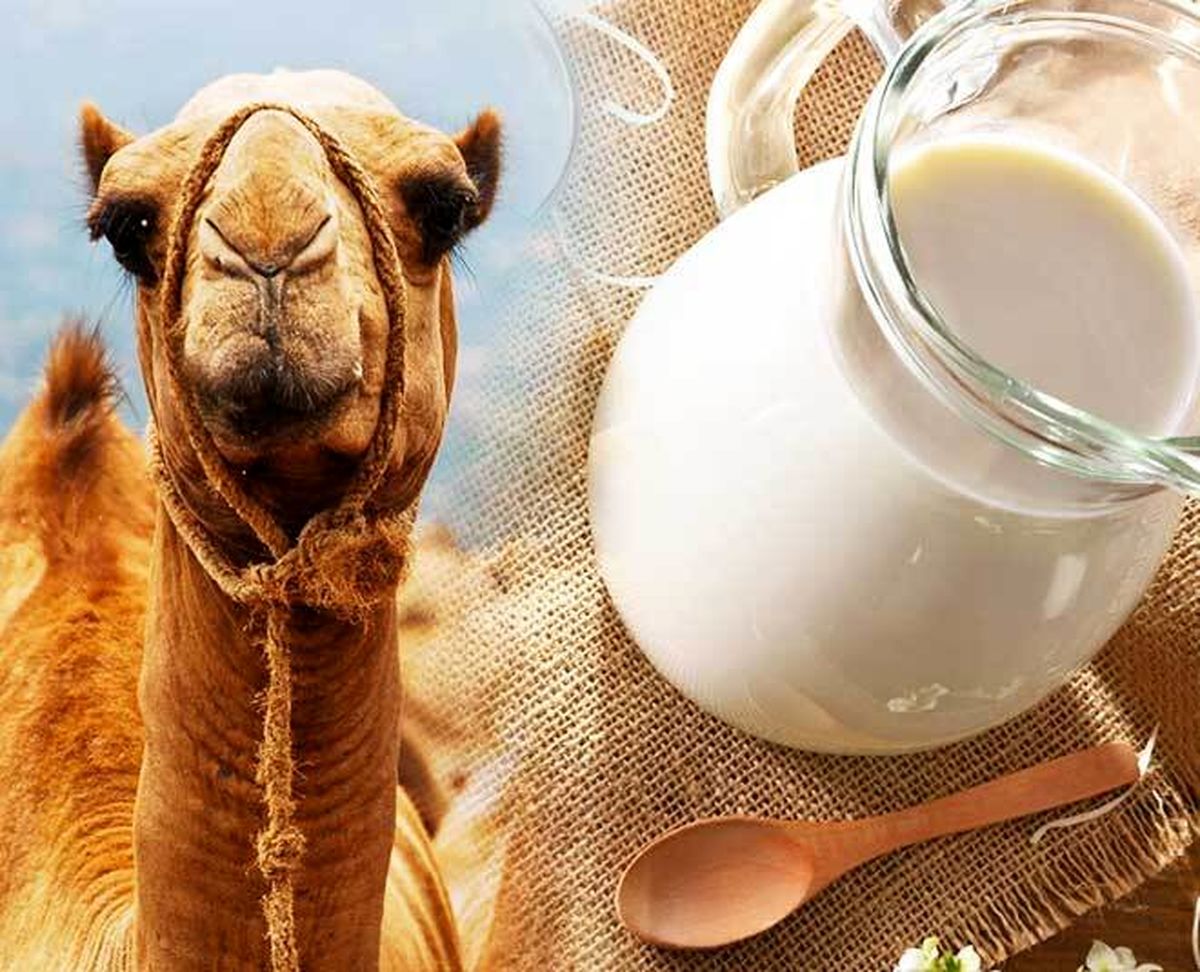 آیا شیر شتر شدت آسم را کاهش میدهد؟