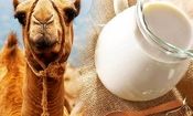 آیا شیر شتر شدت آسم را کاهش می‌دهد؟