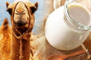 آیا شیر شتر شدت آسم را کاهش می‌دهد؟
