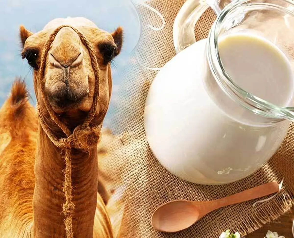 آیا شیر شتر شدت آسم را کاهش می‌دهد؟